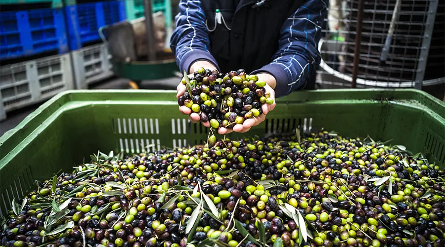 Hasattan Sıkıma Kadar Zeytinyağının Yapım Aşamaları