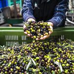 Stages of Olive Oil Production from Harvest to Press