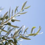 Olive Oil Production and Sustainable Agriculture Practices