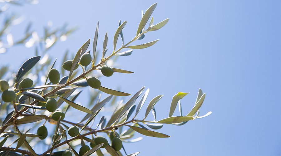 Olive Oil Production and Sustainable Agriculture Practices