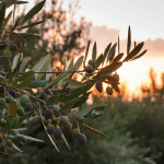 Zeytinyağı Hakkında Şaşırtıcı Bilgiler