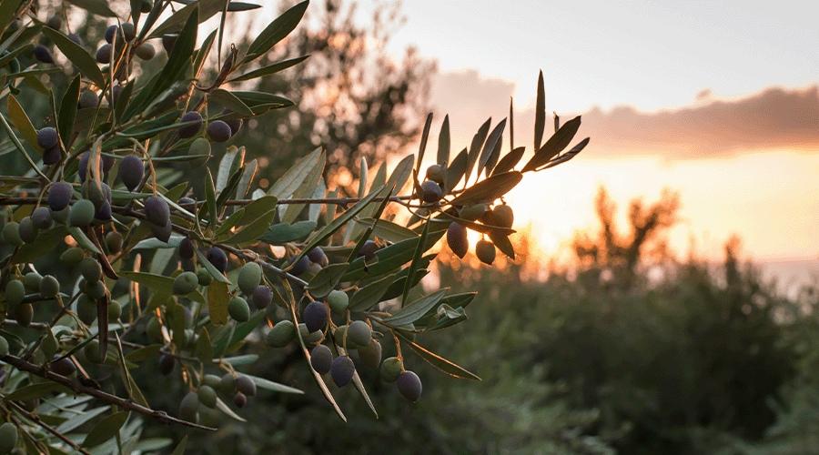 Surprising Facts About Olive Oil