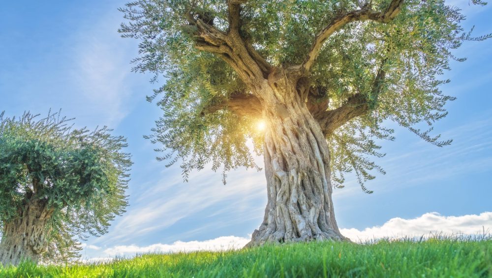 Sofralarınızda Antik İyonya’dan Bir Parça: Niz Olive Zeytinyağları