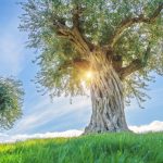 Sofralarınızda Antik İyonya’dan Bir Parça: Niz Olive Zeytinyağları