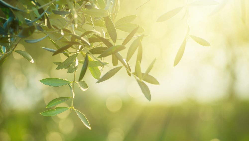 Our Century-Old Miracle: Olive Oil