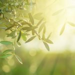 Asırlık Mucizemiz: Zeytinyağı