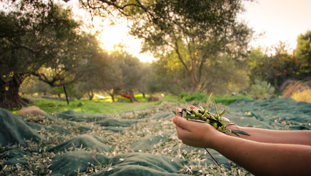 Effect of Olive Varieties on Aroma, Color and Density of Olive Oils