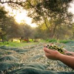 Zeytin Çeşitlerinin Zeytinyağlarının Aroma, Renk ve Yoğunluğuna Etkisi