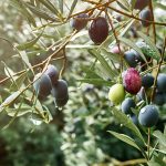 Zeytin Çeşitleri ve Karakteristik Özellikleri