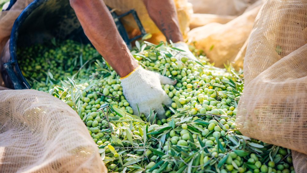 The Power of Sustainable Agriculture: Ecologically Respectful Production with Nizolive