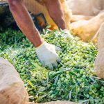 The Power of Sustainable Agriculture: Ecologically Respectful Production with Nizolive