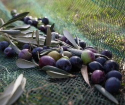 Olive Harvest Season: From Start to Table