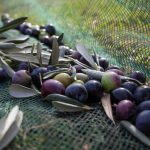 Olive Harvest Season: From Start to Table