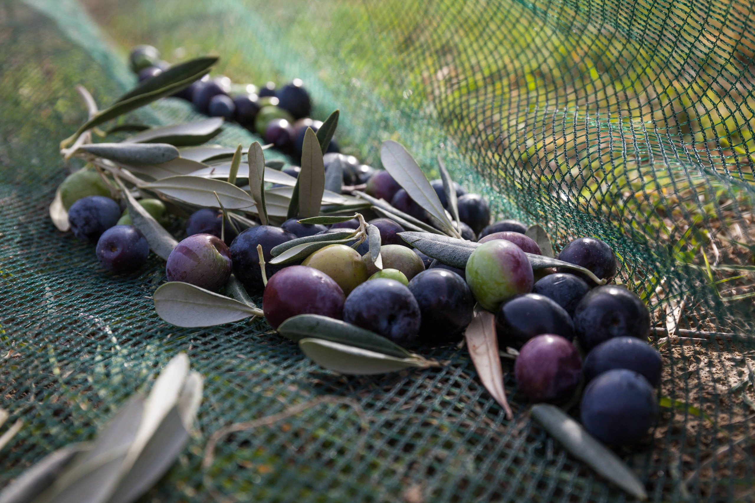 Olive Harvest Season: From Start to Table