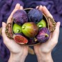 Energy and Wellness with Fig Cure