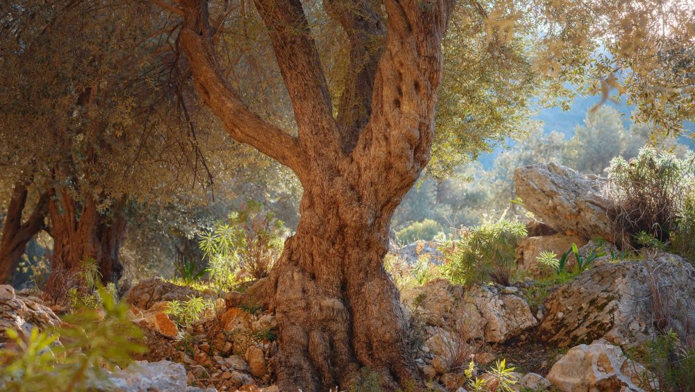 Zeytin Ağacının Mitolojik ve Kültürel Hikayeleri