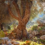 Zeytin Ağacının Mitolojik ve Kültürel Hikayeleri