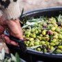 Olive Harvest: Traditional Methods and Modern Techniques