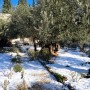 Olive Oil’s Seasonal Use: On the Table in Winter, In Nature in Summer