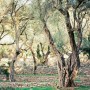 Season by Season Olive Oil: A Consumption Guide in Harmony with Nature’s Rhythms