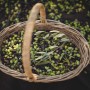 From Olive Branch to Table: The Rhythm of the Harvest, Season by Season