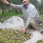 From Tradition to the Future: The Wisdom of Olive Oil Masters
