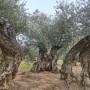 The Golden Legacy of the Soil: Traces of Olive Oil in Ancient Civilizations
