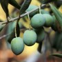 Zeytin Dalı ve Medeniyet: Barışın Simgesinden Sofranın Başrolüne